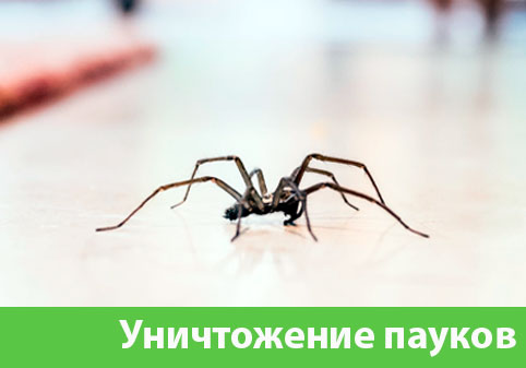 Избавиться от пауков в городе Нижний Тагил