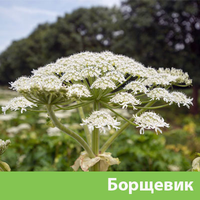 Борщевик в Нижнем Тагиле