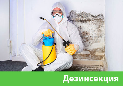 Дезинсекция в городе Нижний Тагил