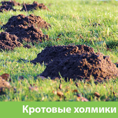 Кроты на участке в Нижнем Тагиле