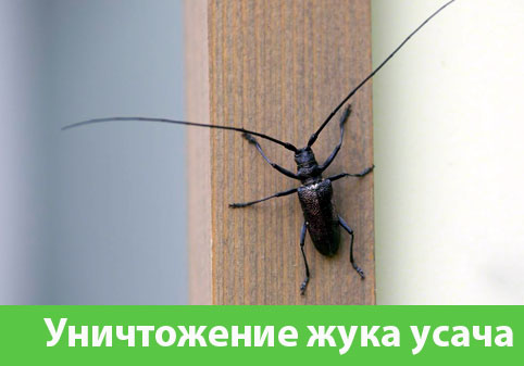 Обработка от жука усача в городе Нижний Тагил