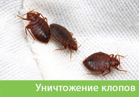 Уничтожение клопов в городе Нижний Тагил