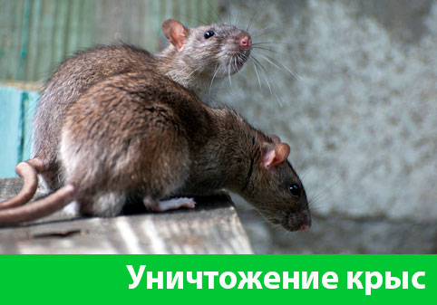 Уничтожение крыс в городе Нижний Тагил