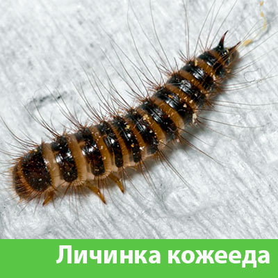 Личинка Кожееда в Нижнем Тагиле
