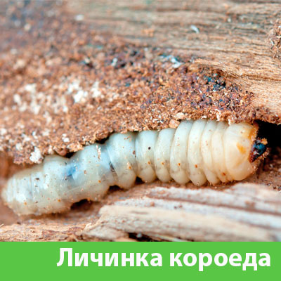 Уничтожение личинок короеда в Нижнем Тагиле