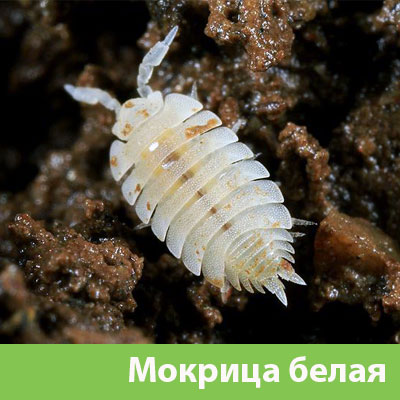 Мокрица в Нижнем Тагиле фото