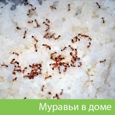 Муравьи в доме в Нижнем Тагиле