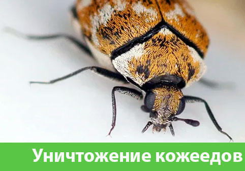 Обработка от кожееда в городе Нижний Тагил 