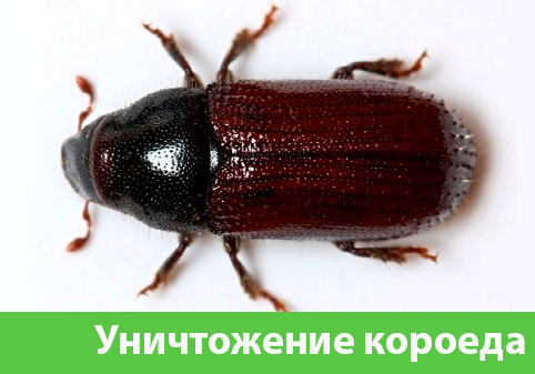 Обработка от короеда в городе Нижний Тагил