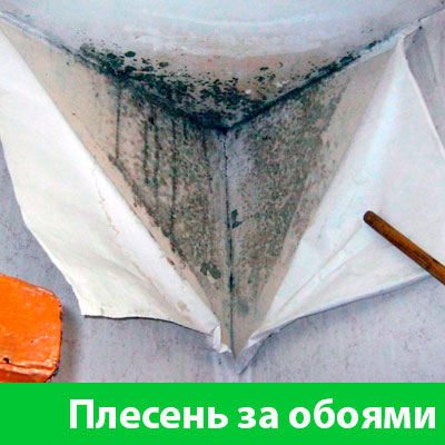 Удаление плесени в Нижнем Тагиле