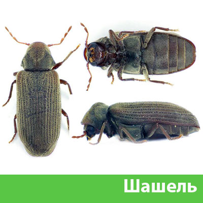 Обработка от шашеля в городе Нижний Тагил