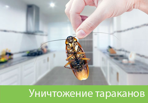 Уничтожение тараканов в городе Нижний Тагил