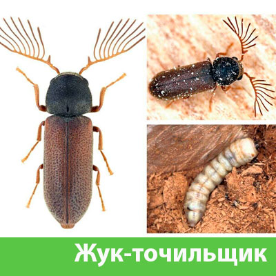 Уничтожение точильщика и личинок в Нижнем Тагиле