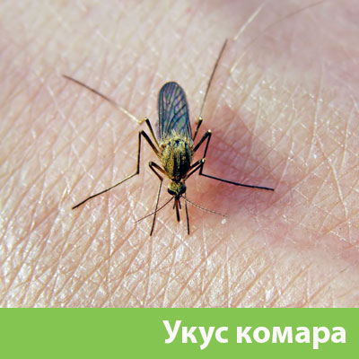 Укусы комаров в Нижнем Тагиле