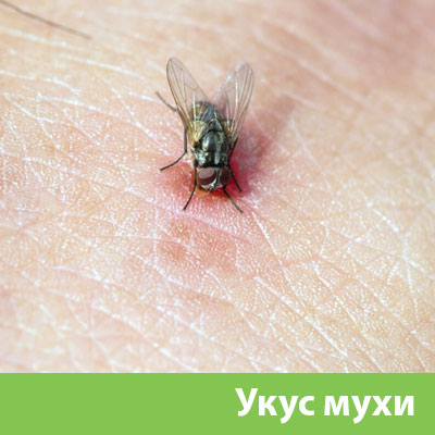 Уничтожение мух в Нижнем Тагиле