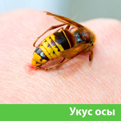 Профессиональное уничтожение ос и шершней в Нижнем Тагиле