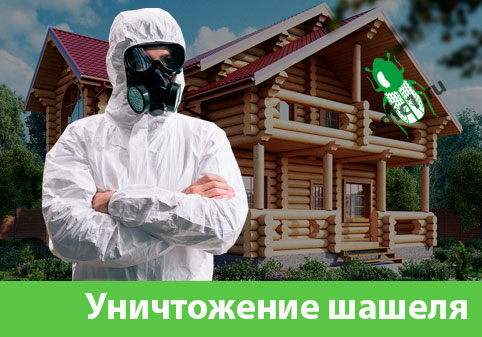 Уничтожение шашеля и личинок в Нижнем Тагиле