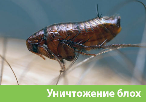 Уничтожение блох в городе Нижний Тагил