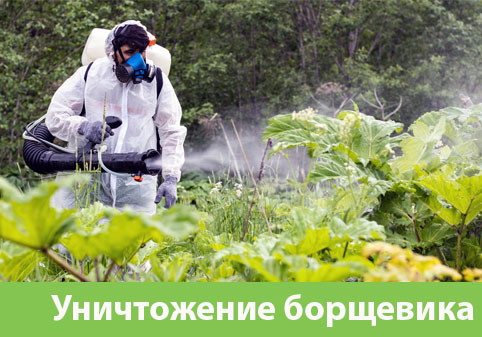 Уничтожение Борщевика в городе Нижний Тагил