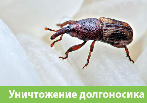 Уничтожение долгоносиков в городе Нижний Тагил