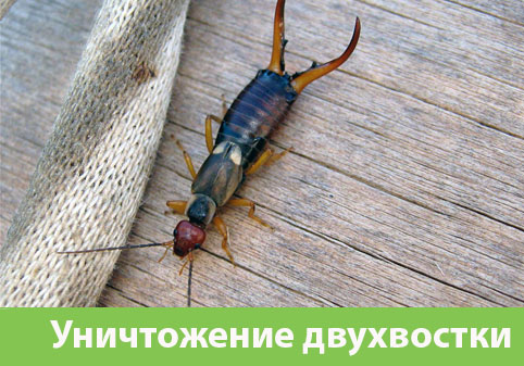 Уничтожение двухвостки в городе Нижний Тагил