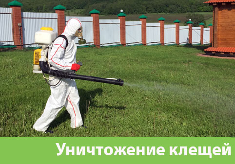 Уничтожение клещей в городе Нижний Тагил