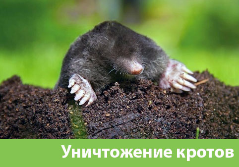 Уничтожение кротов в городе Нижний Тагил