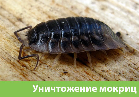 Мокрицы в квартире в городе Нижний Тагил