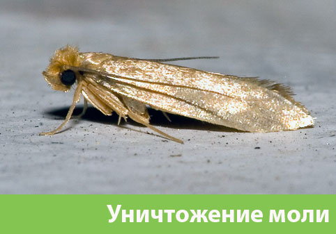Уничтожение моли в городе Нижний Тагил 