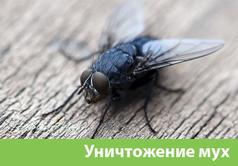 Уничтожение мух в городе Нижний Тагил