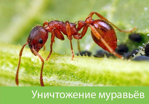 Уничтожение муравьёв в городе Нижний Тагил