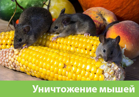 Уничтожение мышей в Нижнем Тагиле