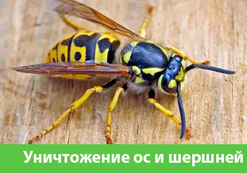 Уничтожение ос и шершней в городе Нижний Тагил